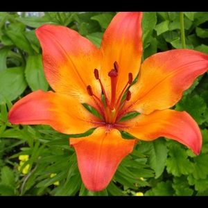 Meet your Posher, Shevonn